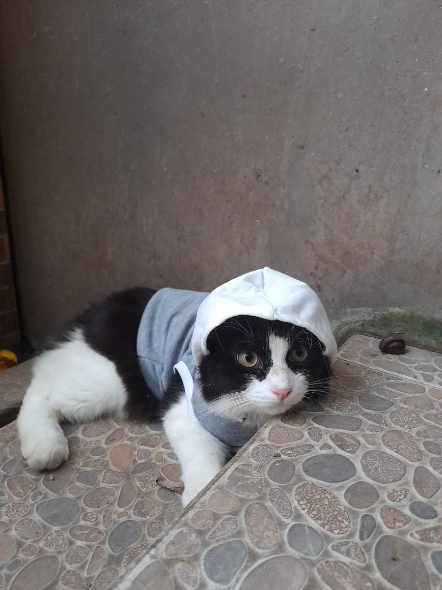 claypoets's tweet photo. TWITTER! PLEASE DO YOUR MAGIC!✨

Aku punya kucing namanya momon, udh ga pulang hampir seminggu

Untuk lokasinya daerah ciledug sekitarnya

Minta tolong kalau ada yg liat kucing aku bisa info ke aku ya thx u 🖤🥺✨ https://t.co/0u3VqCG4Cq