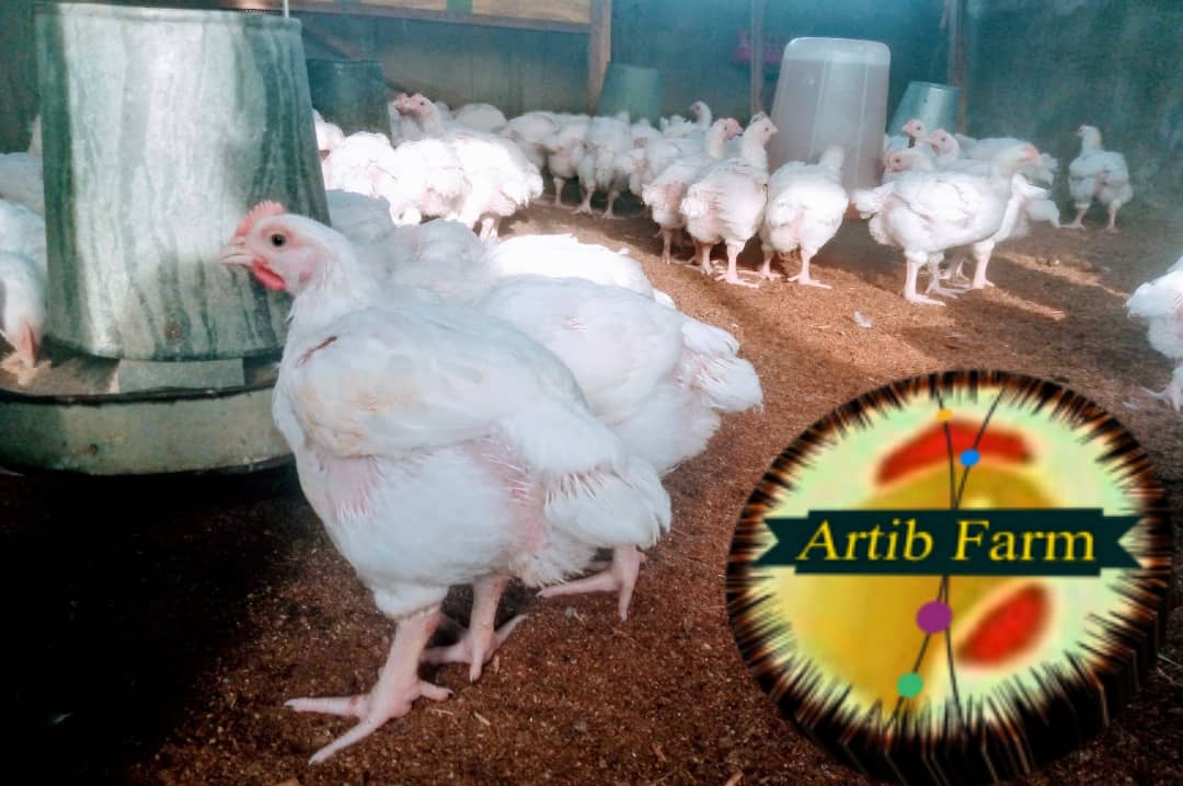 artibfarmNG's tweet photo. Every farmer will be happy to see his livestock doing well. Thanks to God almighty for the guys are doing well in their 29 day old.
...we materialize your satisfaction!
π£π₯ππππβ
#artibfarm #PoultryProducts #PoultryFarming #ArtibGraphix #PoultryHealth #PoultryFacts https://t.co/x8hUK6gVFN