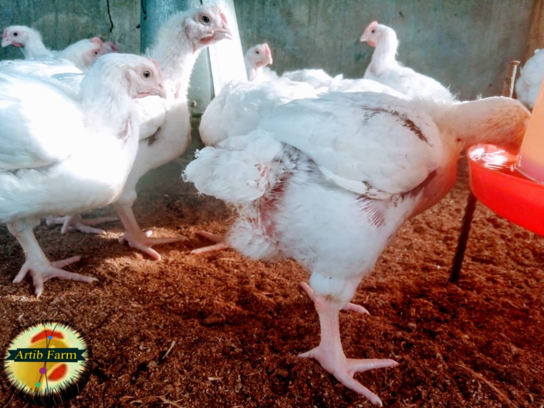 artibfarmNG's tweet photo. Every farmer will be happy to see his livestock doing well. Thanks to God almighty for the guys are doing well in their 29 day old.
...we materialize your satisfaction!
π£π₯ππππβ
#artibfarm #PoultryProducts #PoultryFarming #ArtibGraphix #PoultryHealth #PoultryFacts https://t.co/x8hUK6gVFN