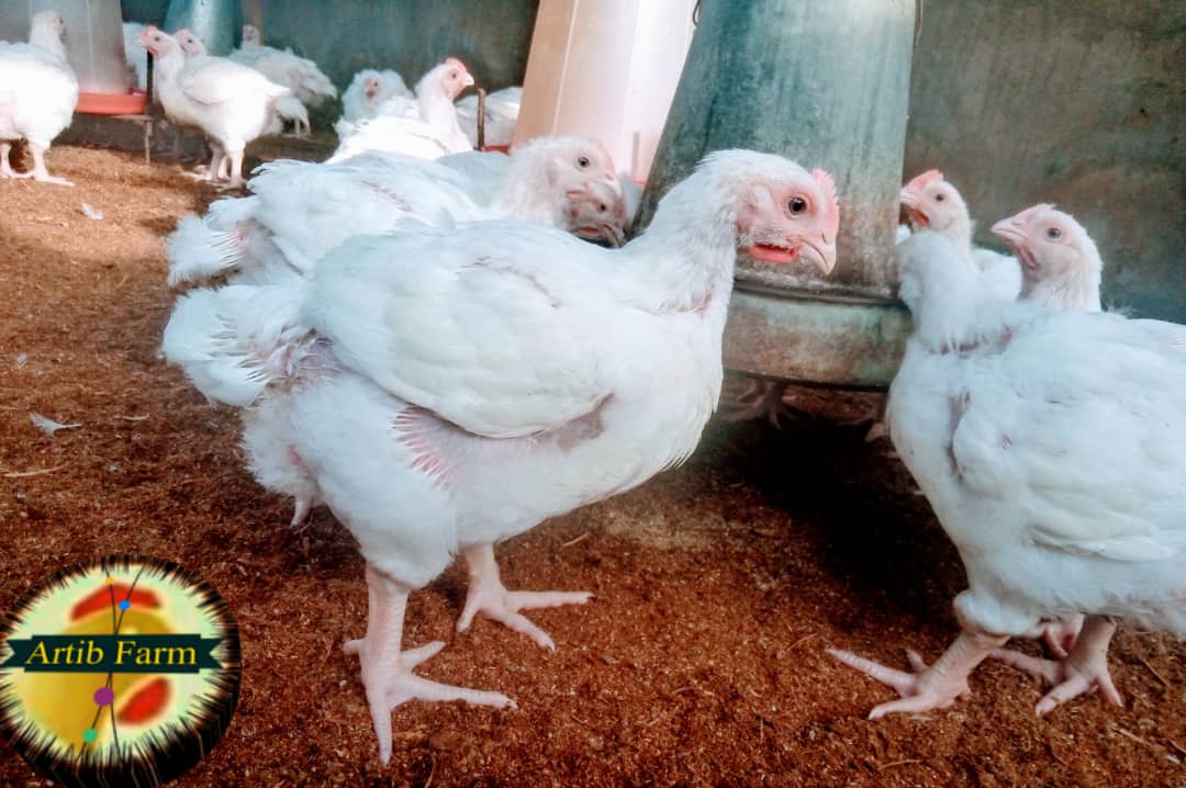 artibfarmNG's tweet photo. Every farmer will be happy to see his livestock doing well. Thanks to God almighty for the guys are doing well in their 29 day old.
...we materialize your satisfaction!
π£π₯ππππβ
#artibfarm #PoultryProducts #PoultryFarming #ArtibGraphix #PoultryHealth #PoultryFacts https://t.co/x8hUK6gVFN