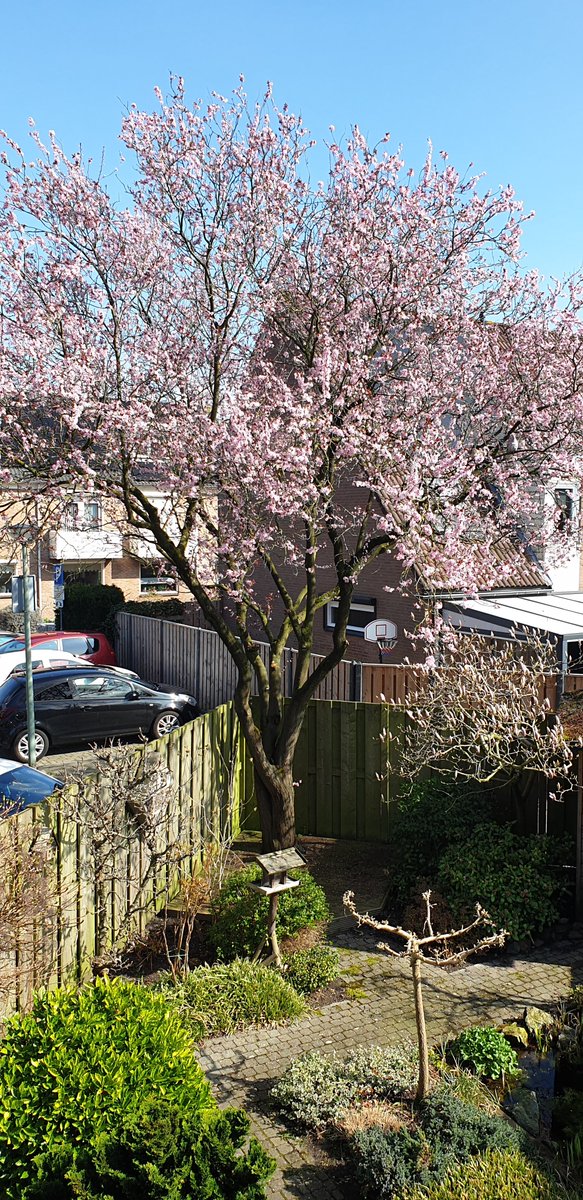 Bloesem in de bomen, lente kan komen!