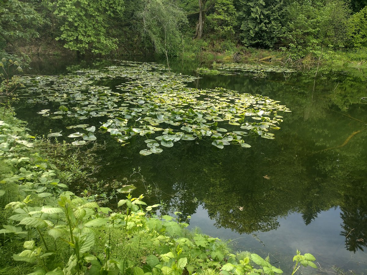 EverydayParks's tweet image. Riverview Park
Maple Heights-Lake Desire, Washington
4.4/5 stars (296 ratings)
#MapleHeights-LakeDesire #Washington