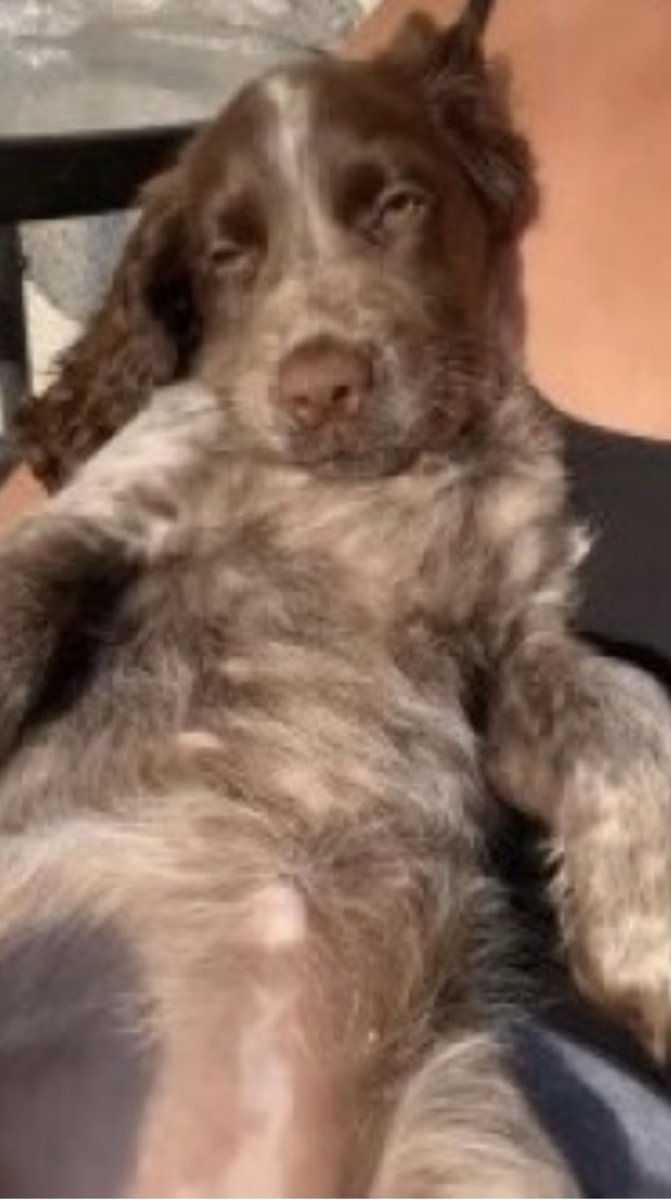 rosieDoc2's tweet photo. FEMALE SPROCKER MISSING (Roan colouring) 
#AvichFalls  AREA NR #OBAN #PA35 SCOTLAND 🏴󠁧󠁢󠁳󠁣󠁴󠁿 18/3/23 

WEARING A BLACK HARNESS WITH BLACK REFLECTIVE OART ON THE FRONT 

https://t.co/YdL3FqDqMk

@ObanPol @obanwatch @ObanCafe @ObanClub @linda_kinnon @LindaFu73078079 @PcsharonPage @bs2510 https://t.co/sotqLznG41