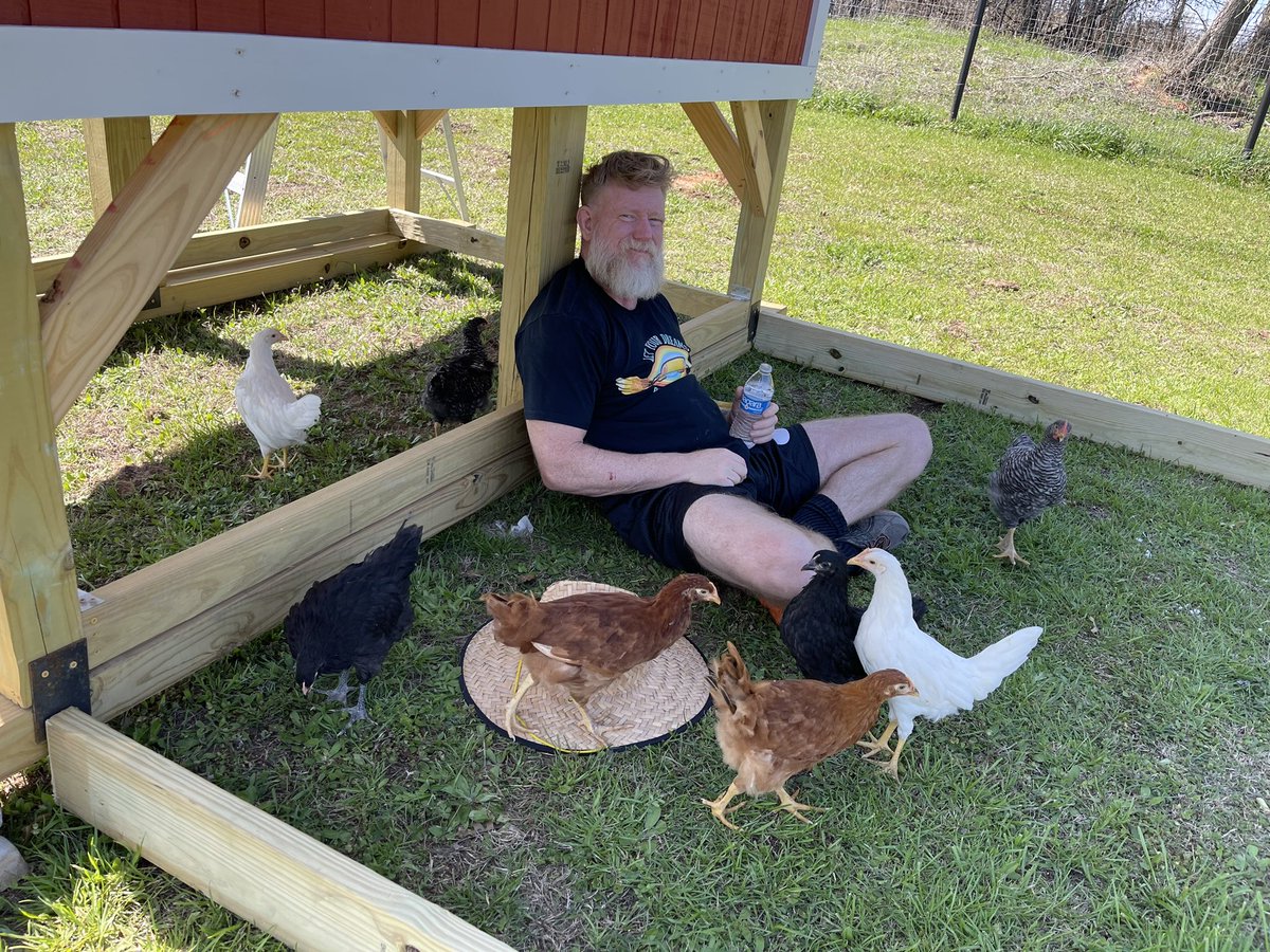 We have chickens. #chickens #silkie #hen #fluffychickens #rooster #frizzlechicken #chickensofinstagram #chicken #silkiesofinstagram #backyardchickens #freerangechickens #pets #petsilkies #petchickens #silkies #silkiechickens #texas #weatherford #ashleystarling #coupdesilk #chick