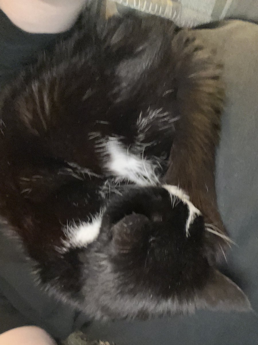 ballothecat's tweet photo. I let Dad sleep in this Sunday morning… Till 5:05 AM an extra whole five minutes #NiceKitty https://t.co/aaTs9uwhYS