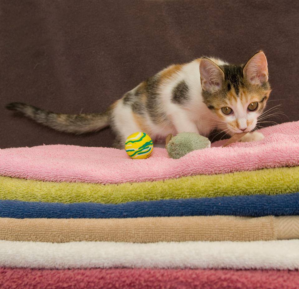 HRA is in desperate need of bedding for our animals and we need your help! We are looking for donations of sheets, blankets and large towels. All donations should be brought to our 71 Oglethorpe Street NW location. Thank you so much for supporting HRA!