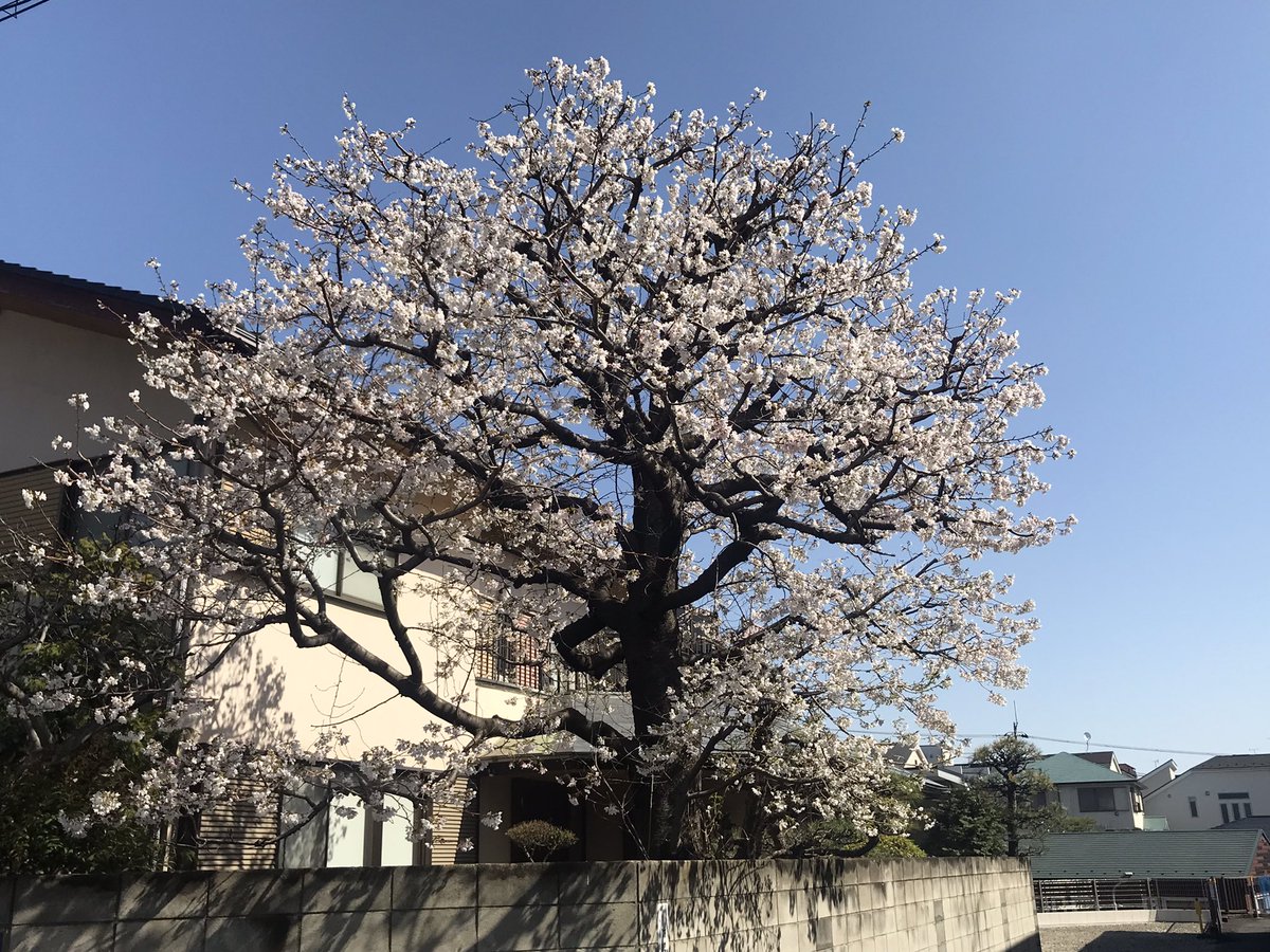 散歩中に見かけたご近所の桜が快晴も相まって綺麗だった。

コロナ明けの花見は雨続き予報で
できないかもしれない。