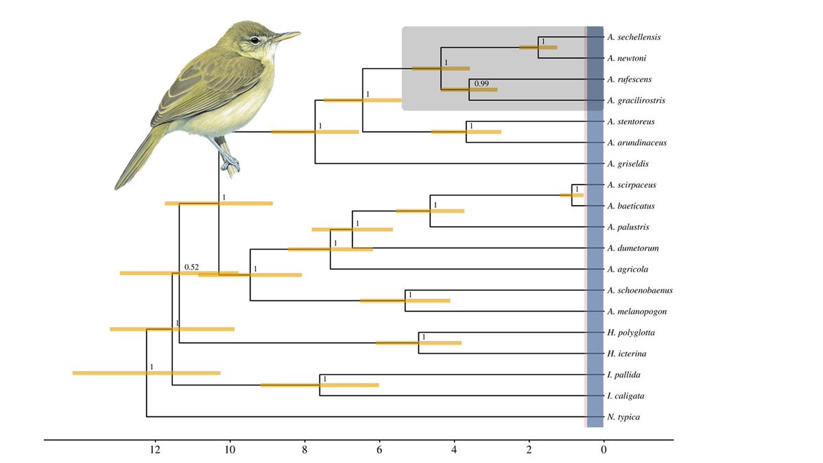 Ellis et al. (2023) Host shift and natural long-distance dispersal to an oceanic island of a host-specific parasite #BiologyLetters doi.org/10.1098/rsbl.2… | <a href="/drarifciloglu/">Arif Ciloglu</a> <a href="/StaffanBensch/">Staffan Bensch</a> <a href="/RSocPublishing/">Royal Society Publishing</a> | #ornithology #avianmalaria