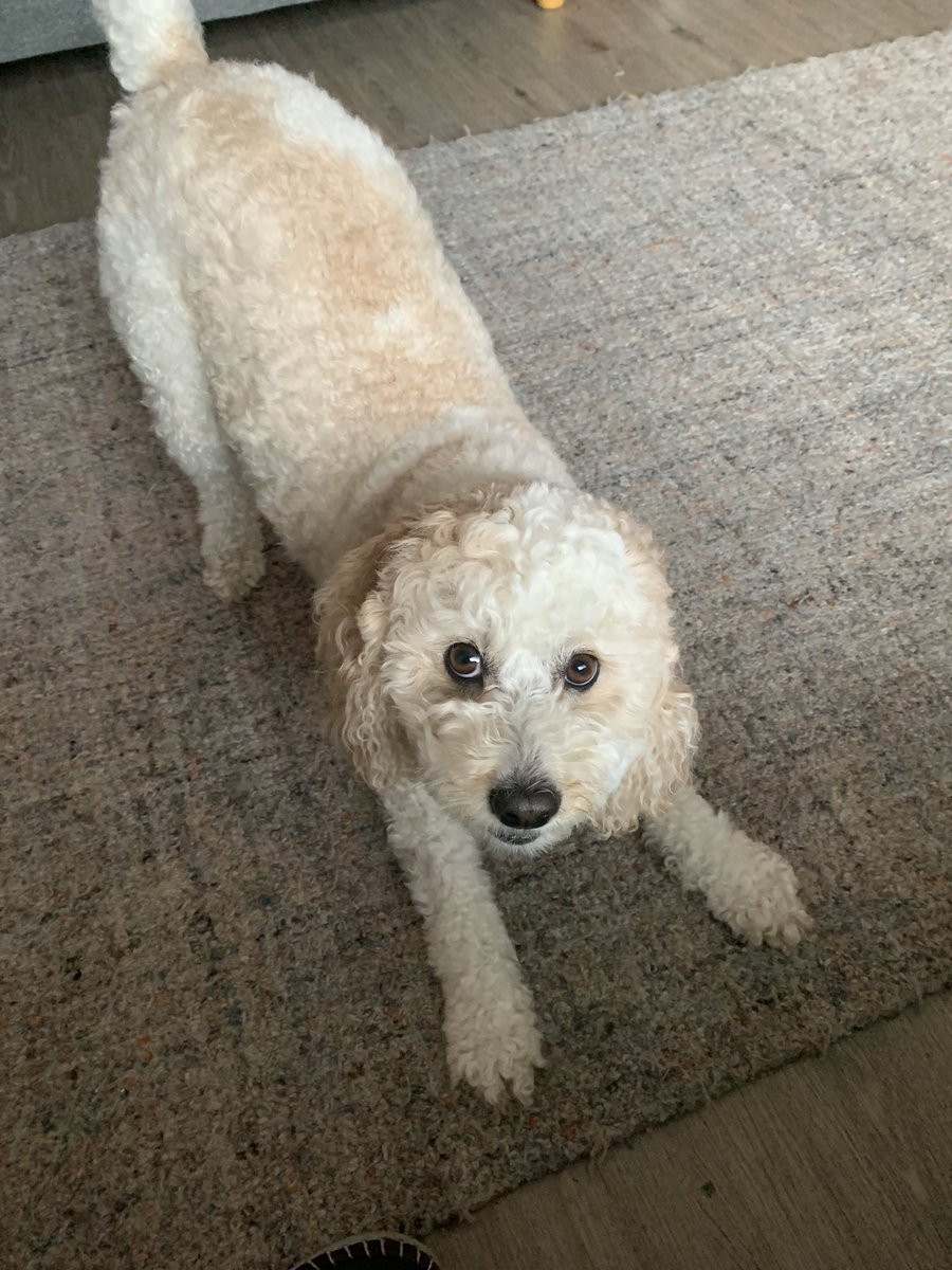 Anyone for yoga? Let’s start with downward dog…and stretch.