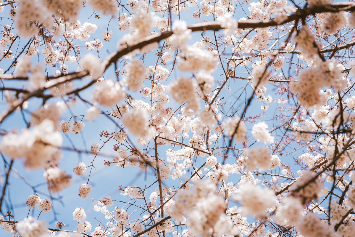 titaniumvisuals's tweet image. blossoms and stuff