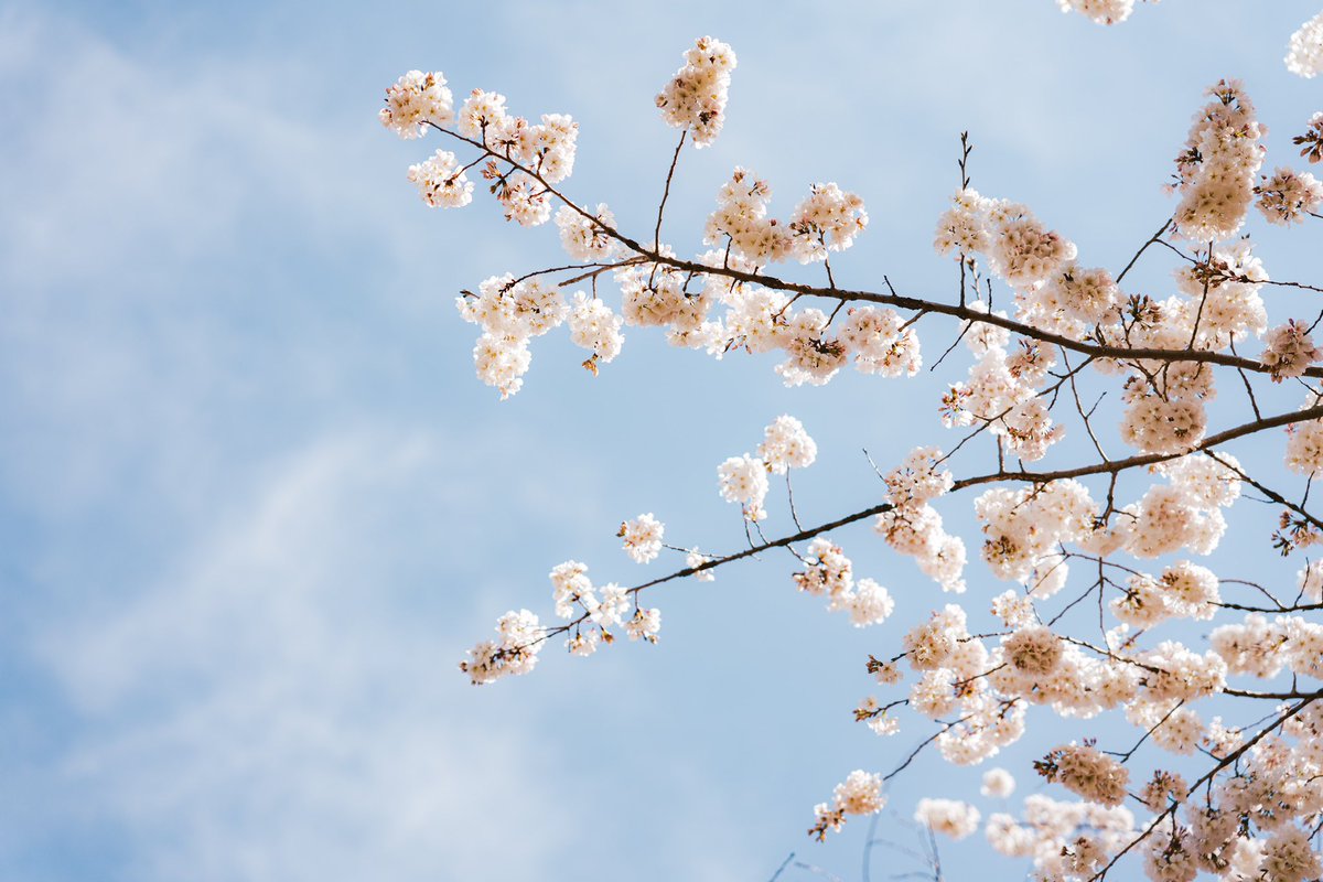 titaniumvisuals's tweet image. blossoms and stuff