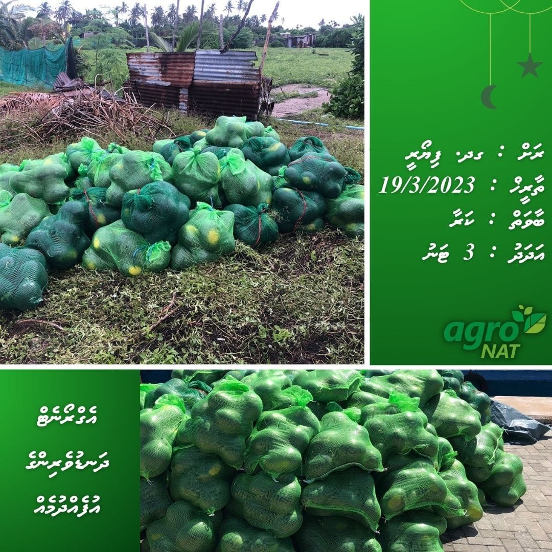 agronationalmv's tweet photo. ގދ. ފިޔޯރީގެ އެގްރޯނެޓް ދަނޑުވެރިން ރޯދަ އަށް އިންދާ ހައްދާފައިވާ ތާޒާ ދިވެހިކަރާގެ ފުރަތަމަ ޝިޕްމަންޓްގެ ގޮތުގައި 3 ޓަނު ކަރާ ވަނީ މިއަދު ބާޒާރަށް ނެރެވިފައެވެ. އަދި އިތުރު 3 ޓަނު ކަރާ މާދަމާ ވެސް ބާޒާރަށް ނެރެވޭނެއެވެ. https://t.co/qpCjPsSG7f