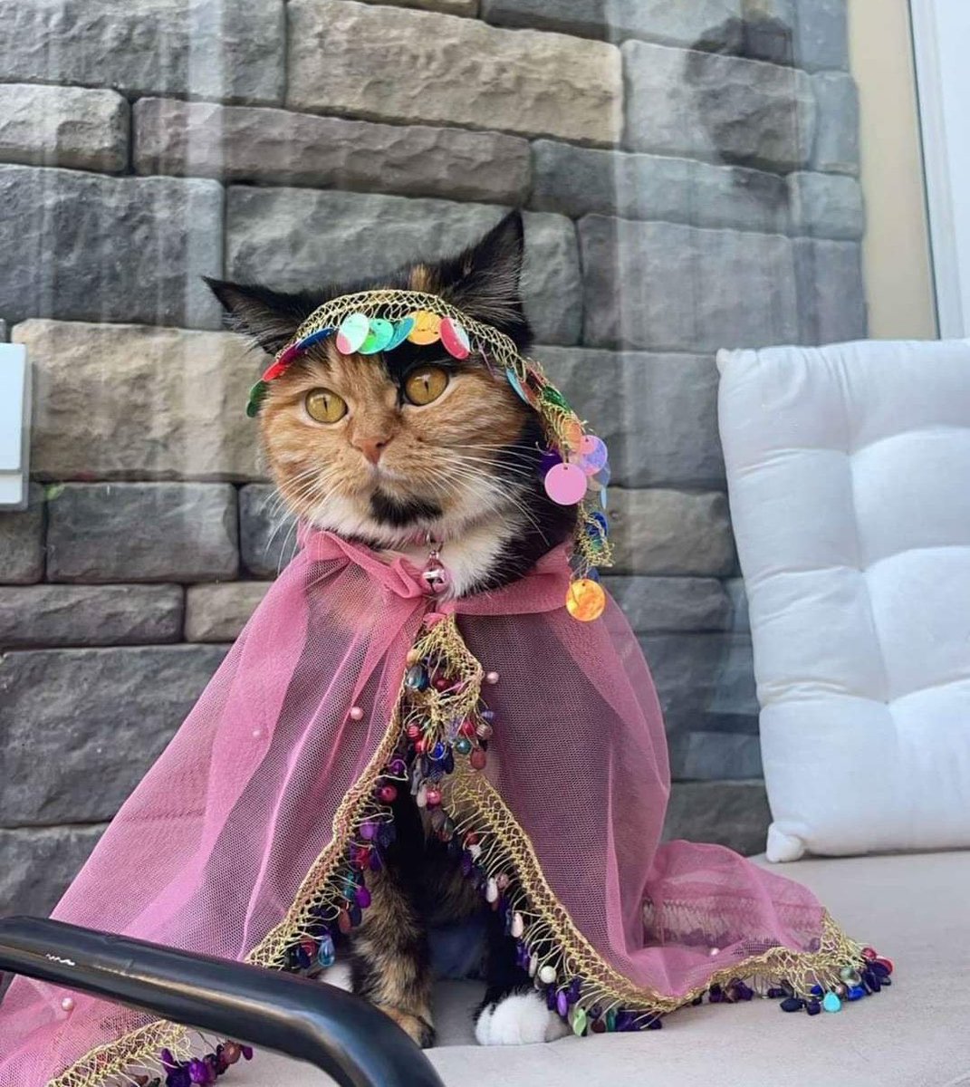 vintagekurd's tweet photo. cats in Kurdish clothes🔥 https://t.co/6Sfq25Qcjj