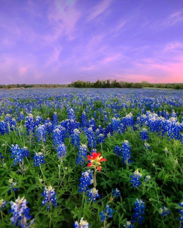 Spring in Texas💙 a lone Indian Paintbrush blooms in a sea of Bluebonnets. 📸: Paz Cervantes #texas #hillcountry #spring #springbreak
news4sanantonio.com