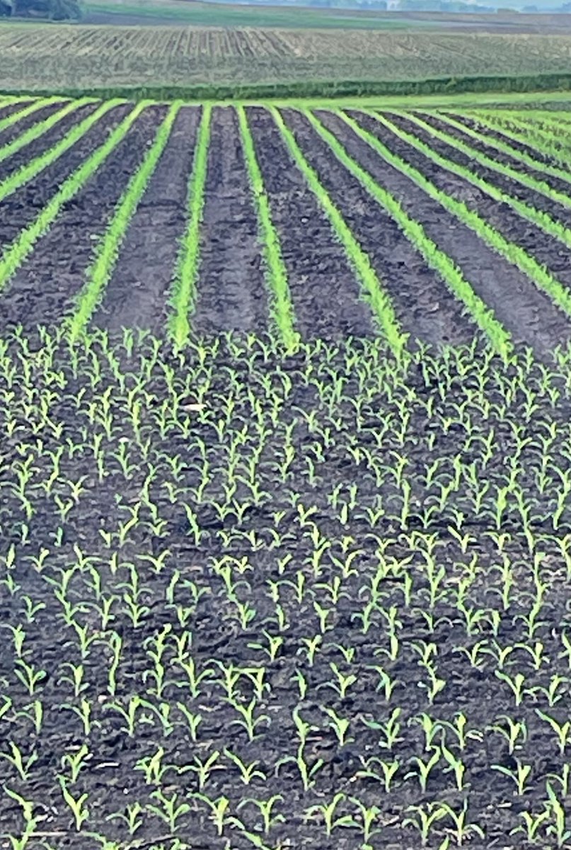 Petersburg36 tweet media