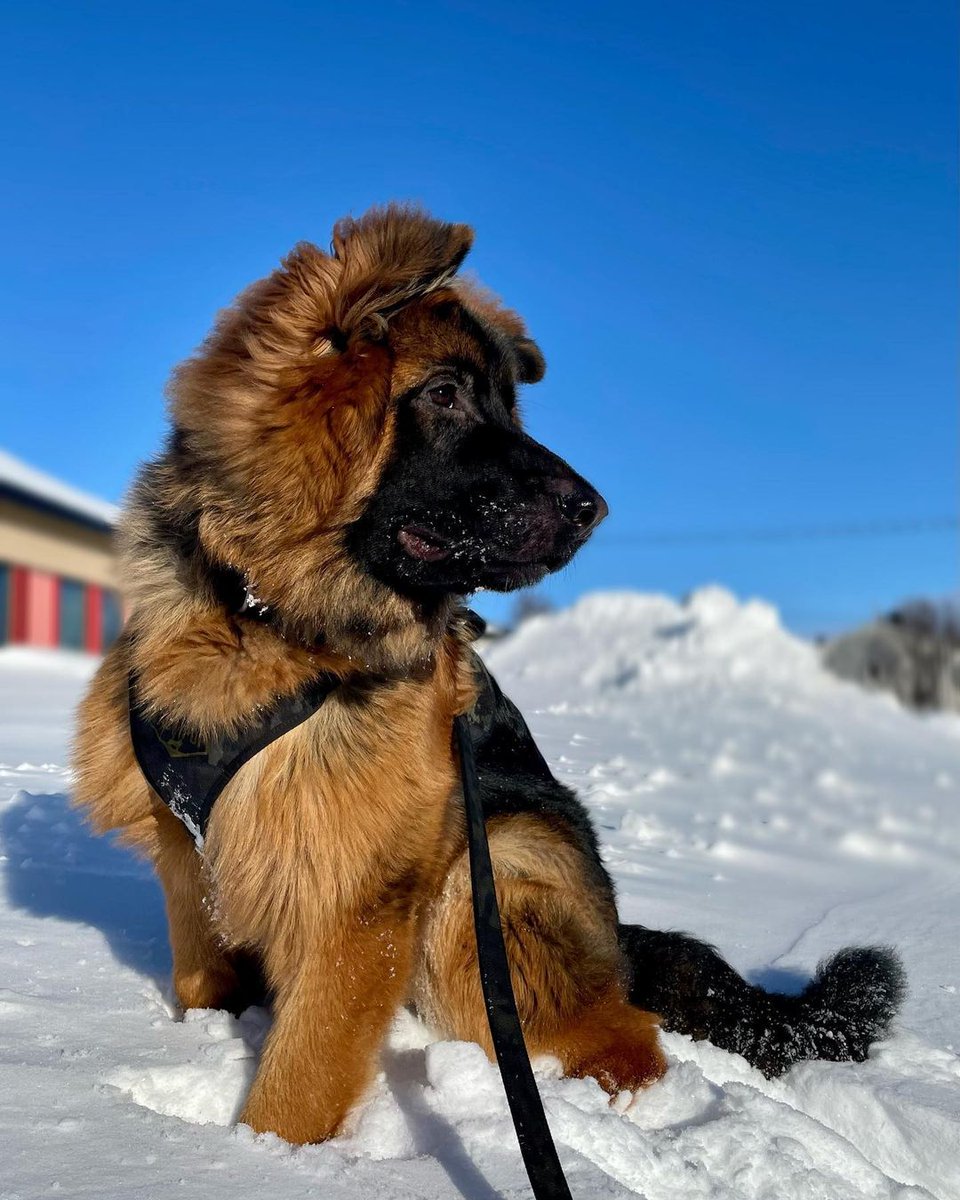 Hi good morning😎❄️🐾

#gsd #GermanShepherd #GermanShepherdlovers #TREASURE