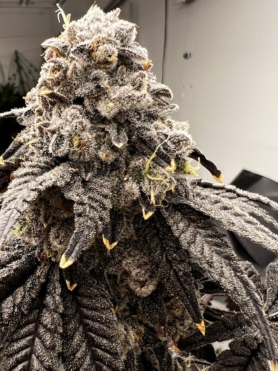 Cereal A La Mode x Zyrup 

Cereal A La Mode = Cereal Milk x Gelatti x KM11 

Zyrup = Zkittlez x Sherb x Zkittlez bx2 

Bred, Grown, selected by #SergeCannabis