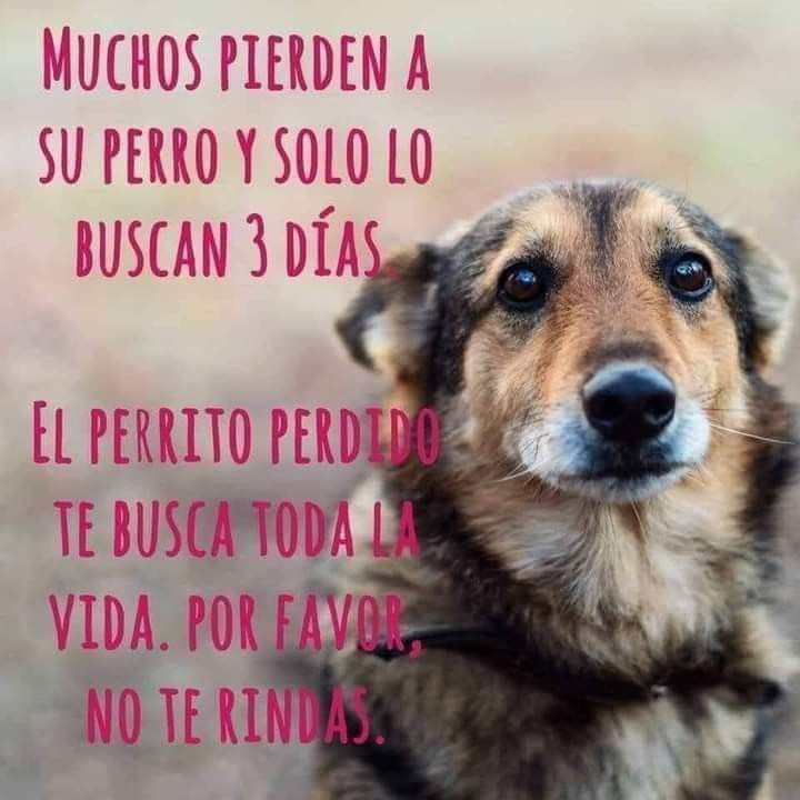 Ecoanimalc's tweet photo. Feliz domingo amigos 👨👩👧🐕🐈🐾
#identificatumascota
#cuidalo
#noterindas
#dogatagram
#dogslover https://t.co/sXQPRI48I8