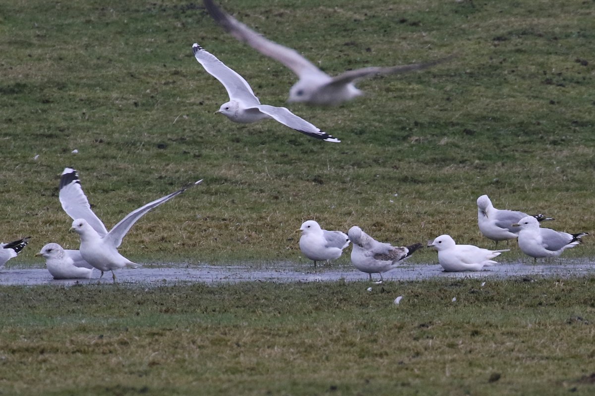 @TheCowboyBirder Came across this little beauty - Islay Feb 2019