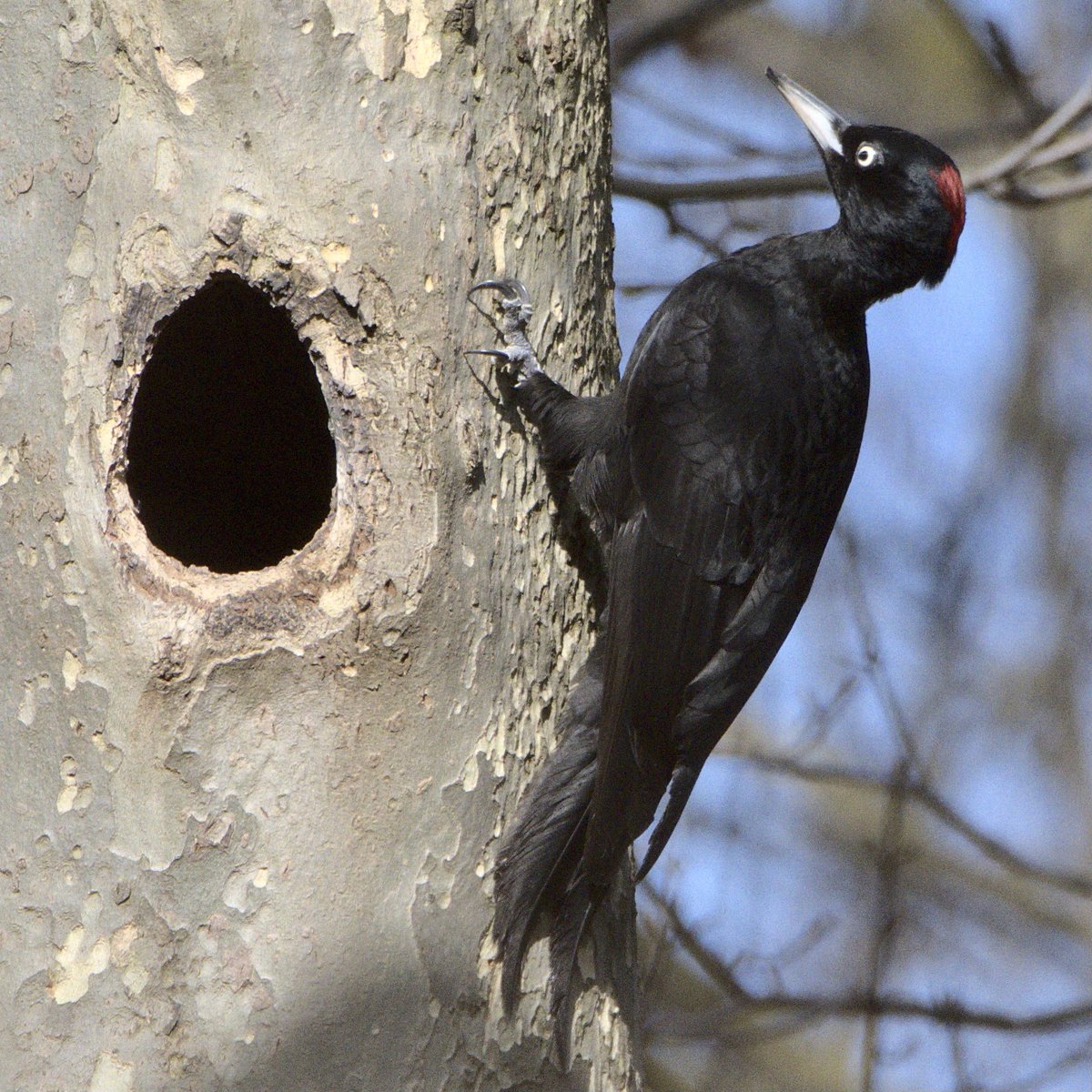 eiheknat's tweet photo. @arnaumt @birdcatalunya El meu és el picot negre. El sento sovint, el veig momentàniament de tant i tant, però només hi ha hagut una vegada –ara fa dos anys– que l’he aconseguit fotografiar amb una mica d’èxit: https://t.co/OushRCxZZt