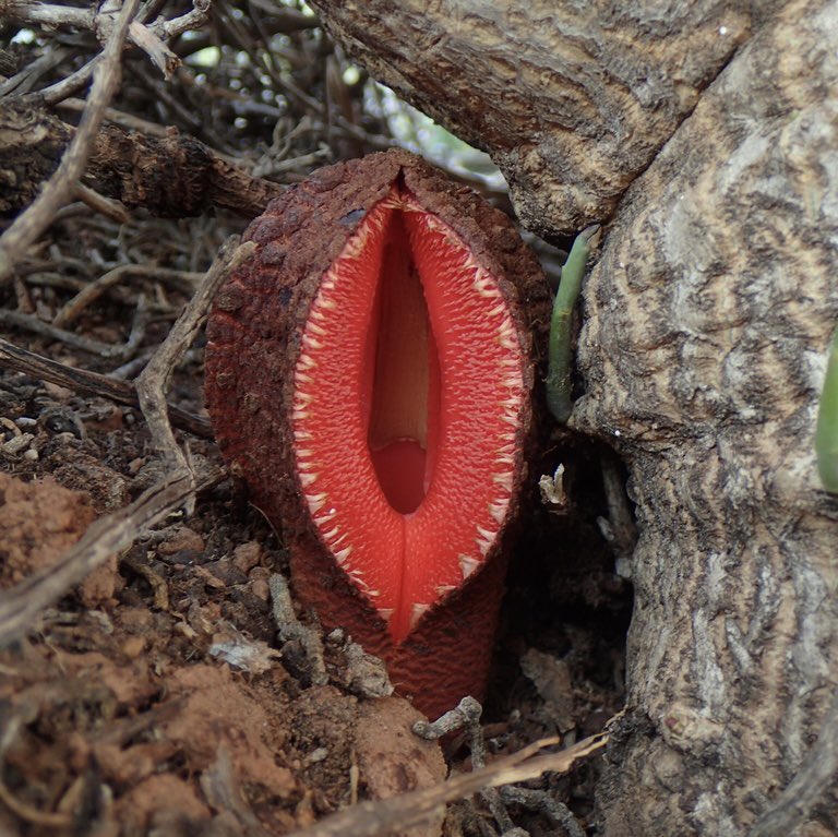 sciencegirl's tweet photo. Hydnora africana is a plant with an unusual flower,  3 fleshy lobes are fused into one, emitting a foul odour to attract its main pollinators dung beetles and carrion beetles which it traps inside to ensure pollen is picked up. 

📸 arditolastico https://t.co/5lZViU4iBD