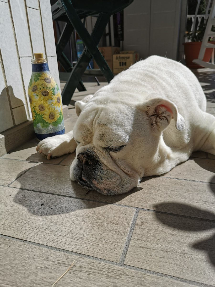 sun treatment for my arthritis 😊🐾 I'm oldie and I know it 😀🐾