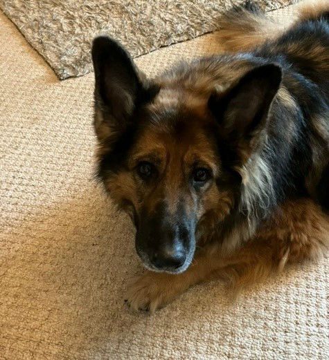 Chloe is 8yrs old and she can live with older kids, Chloe was adopted a couple of year back but sadly her dad is poorly so she needs a new home 
#dogs #GermanShepherd #Surrey 
gsrelite.co.uk/koinu/