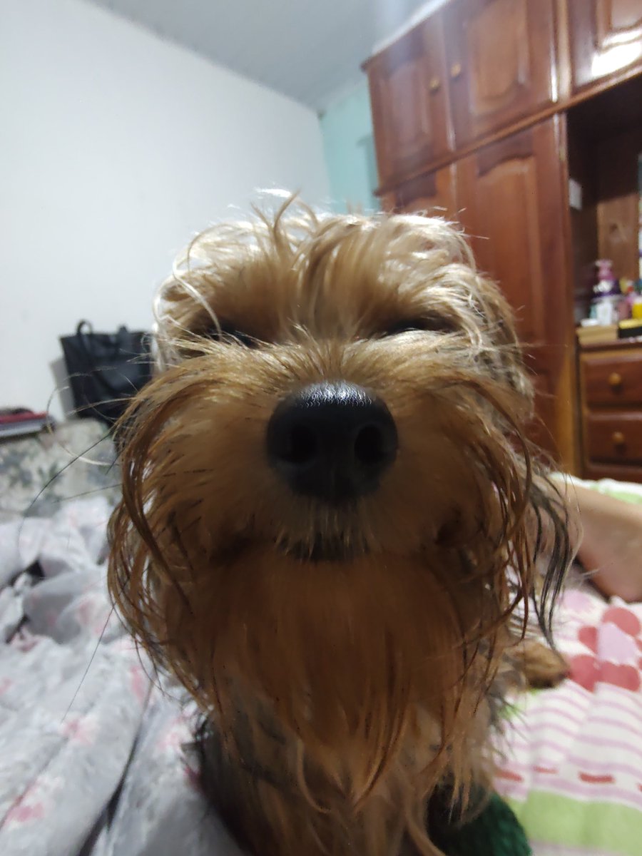 ehkarolmorta's tweet photo. o meu é da raça my honest reaction https://t.co/sSk9XhM43P