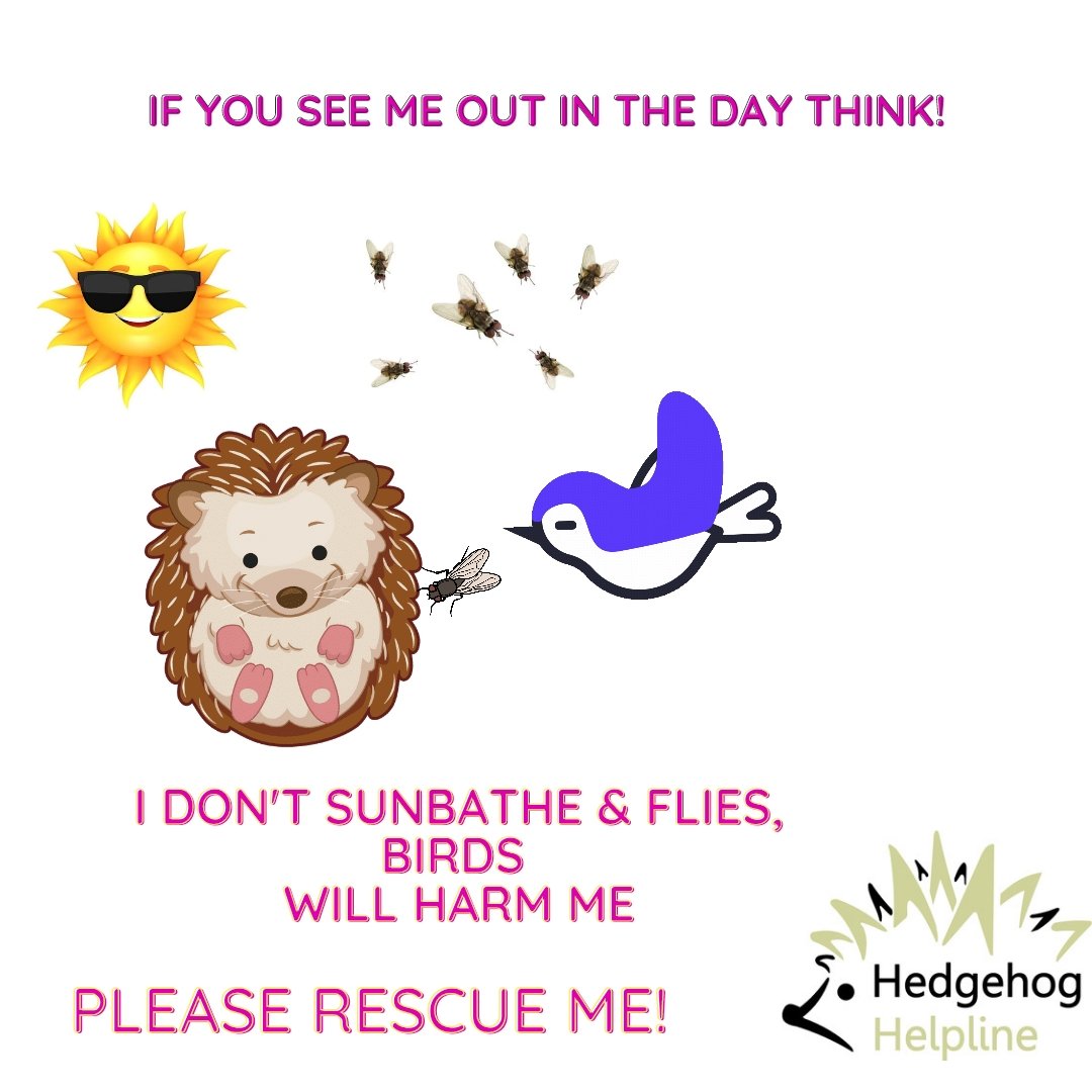Hedgehog Helpline tweet media