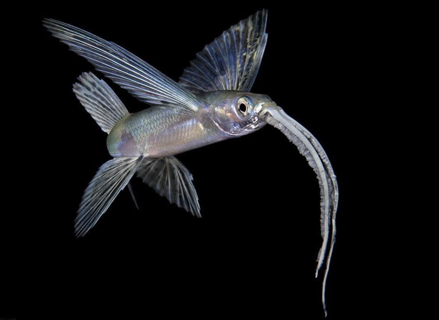 Weird Animals on X: Baby flying fish - look at that beard! (Photo Steven  Kovacs)  / X