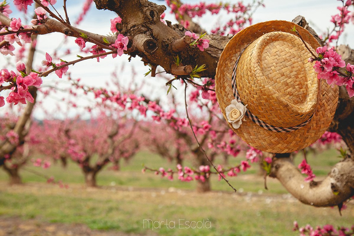 laMartu30's tweet photo. La vie en rose 🌸 #lariberaenflor #lariberadebreenflor #socdelaribera #viurearural #LaRiberadEbre #Catalunya https://t.co/Lt0iRUTXya