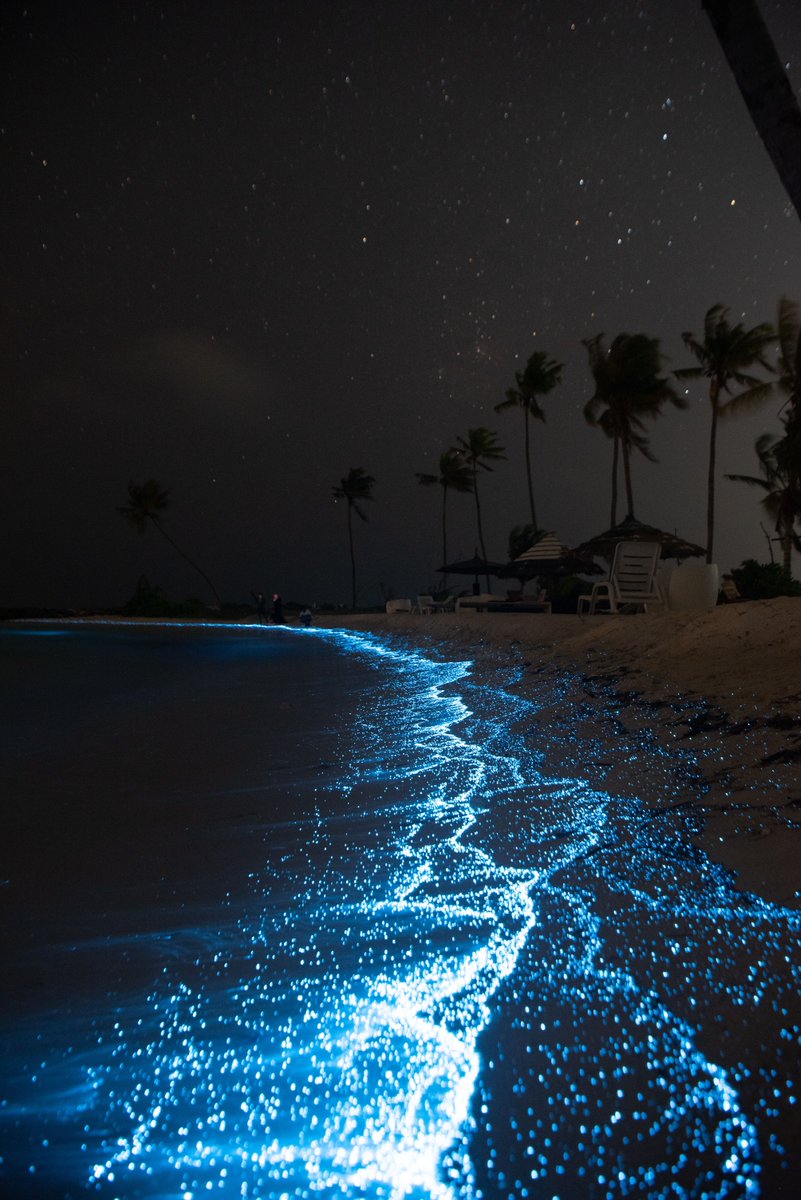 unsplash's tweet photo. The magic of bioluminescence in the Maldives by Ahmed Nishaath on Unsplash. ✨

https://t.co/M9IFpUGUuy https://t.co/B84vA57dQv