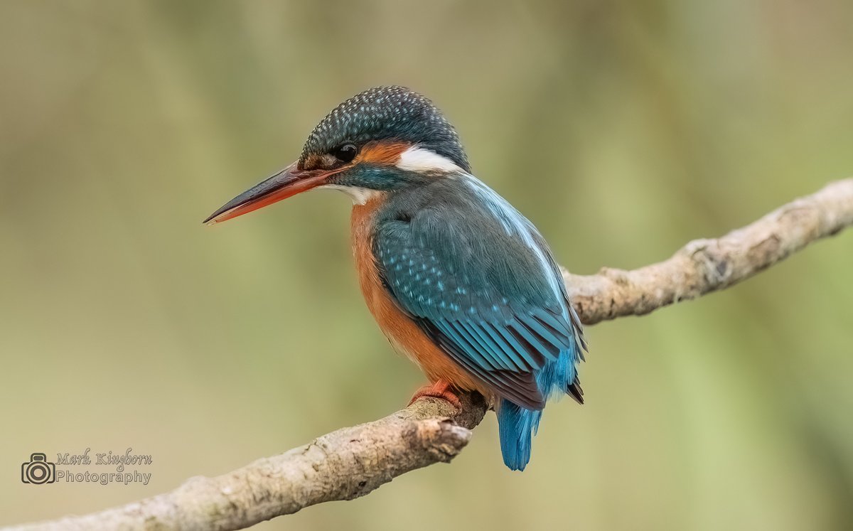 markk1873's tweet photo. Female Kingfisher on the river Whiteadder.
#kingfisher #Riverwhiteadder #riverbirds https://t.co/WsCn07kGBO