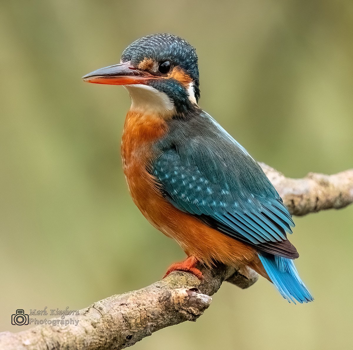 markk1873's tweet photo. Female Kingfisher on the river Whiteadder.
#kingfisher #Riverwhiteadder #riverbirds https://t.co/WsCn07kGBO