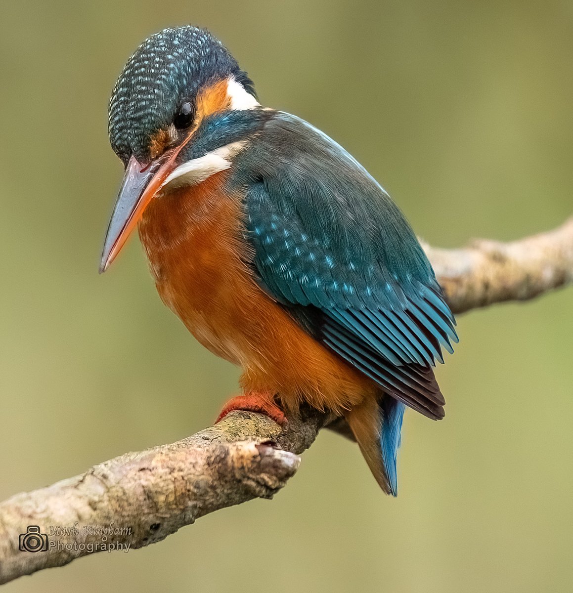 markk1873's tweet photo. Female Kingfisher on the river Whiteadder.
#kingfisher #Riverwhiteadder #riverbirds https://t.co/WsCn07kGBO