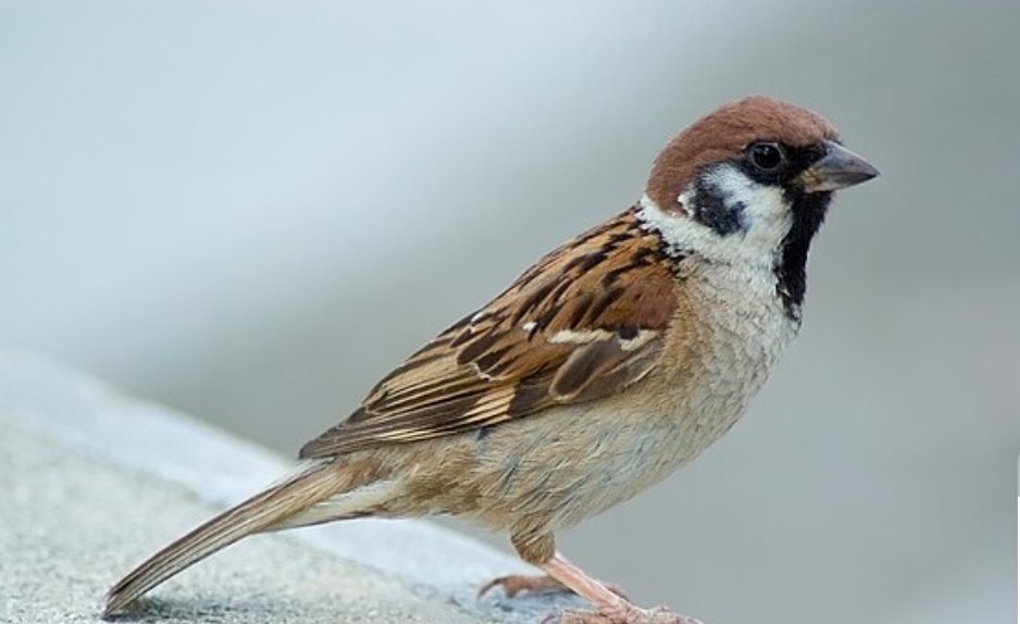 Punam_Bhargava's tweet photo. #Sparrows are the indicator of a good #ecosystem.

They are the little helpers that #nature sends to us.

They help in seed dispersal and also destroy the insects that cause harm to our health.

Let's be kind to these small birds by providing a place in our space. https://t.co/TrwaLacf25