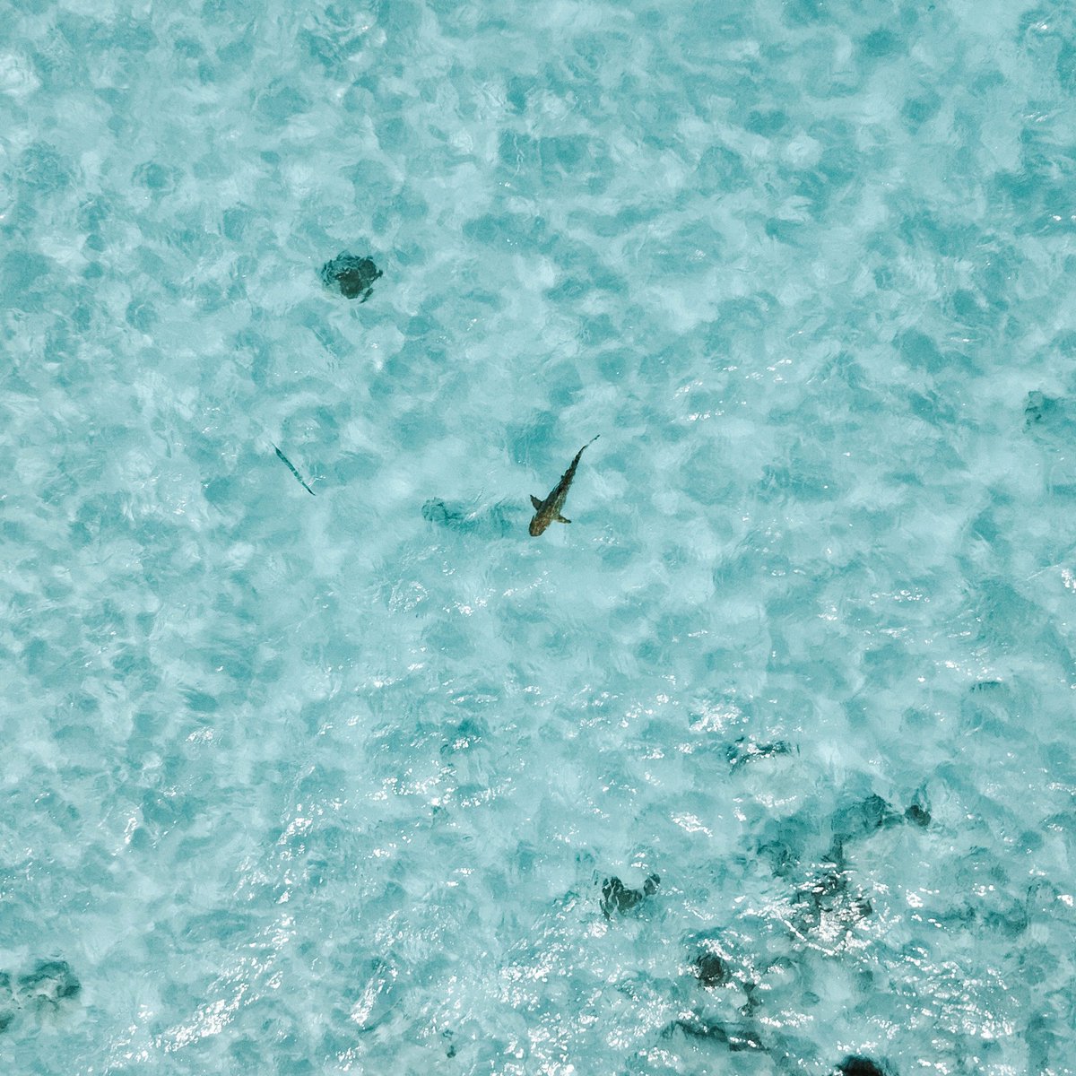 reethi_beach's tweet photo. Feeling fin-tastic!
#reethibeachresort #Maldives #VisitMaldives #maldivesholidays #travelbucketlist #dreamdestination #holidaygoals #maldivesinsider #worldleadingdestination2022 #itsbetterinbaa #shark #Reefshark https://t.co/iMpj0vN61F
