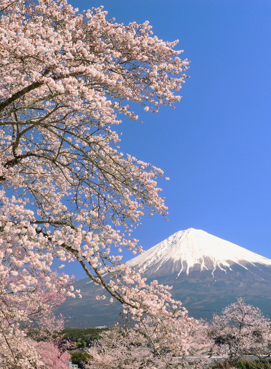 富士宮市からの桜と富士山です。今年もそろそろなので楽しみです。 過去の作品