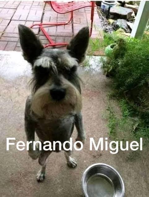 eu te amo cachorro fernando miguel eu te amo #whoareya #futebol #futeb