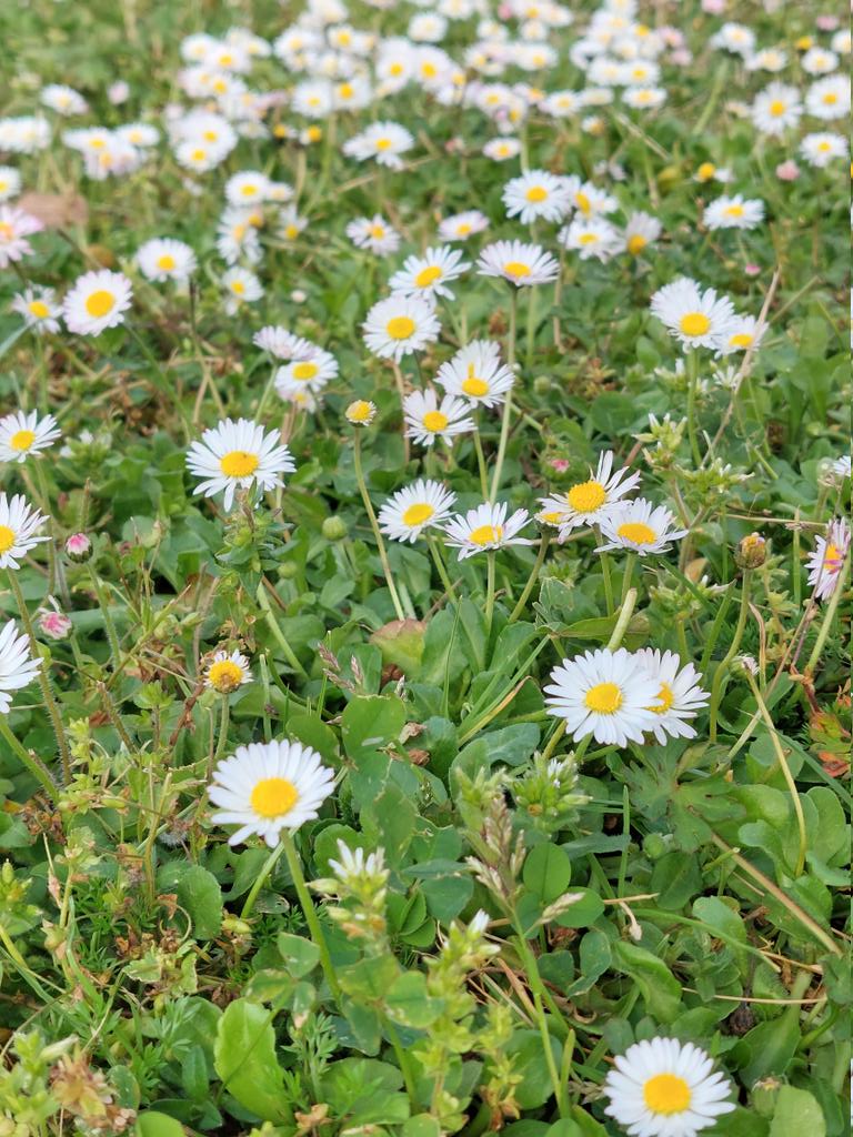 EducadoraenMdA's tweet photo. Sin vocación de "Happy flower" 🌻
qué gusto oler a flores al salir del museo después de una semana de 7 días laborales...

Ganas de primavera 😁
#TheSpringIsComing
#TheSpringIsHere https://t.co/OQmI1Nc1SR