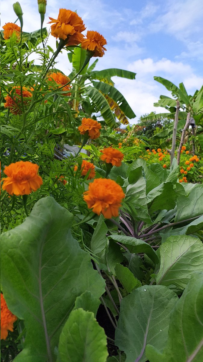 AHOrganicFarm's tweet photo. Marigolds are an excellent companion plants for a wide range of flowers, vegetables, and herbs. They can increase biodiversity in your garden while also attracting pollinators, beneficial insects, and repelling harmful pests and insects!
#organicfarmingtips 
#GrowwithOoredoo https://t.co/hXurlcLkpk