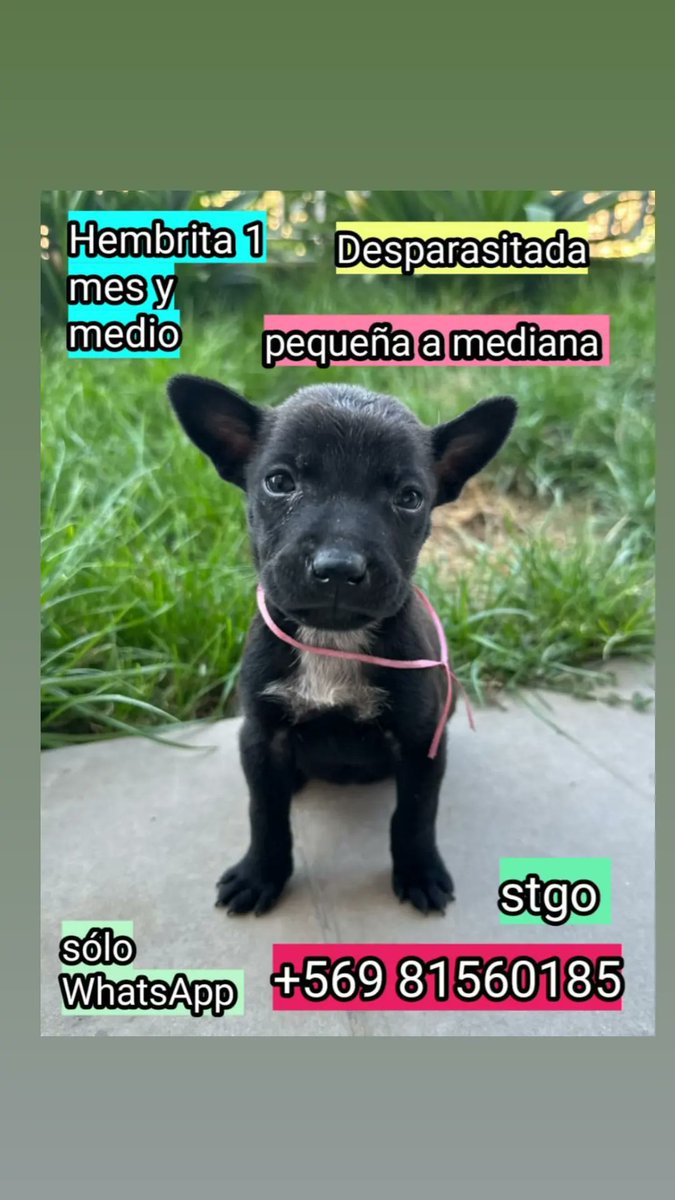 Nos queda la última negrita!
50 dias, desparasitada.
Recuerdan que fueron abandonadas hace casi dos semanas las tres hermanitas en quilicura.solo familias responsables❤❤❤
#MesaCentral #AdoptaNoCompres #Ayuda