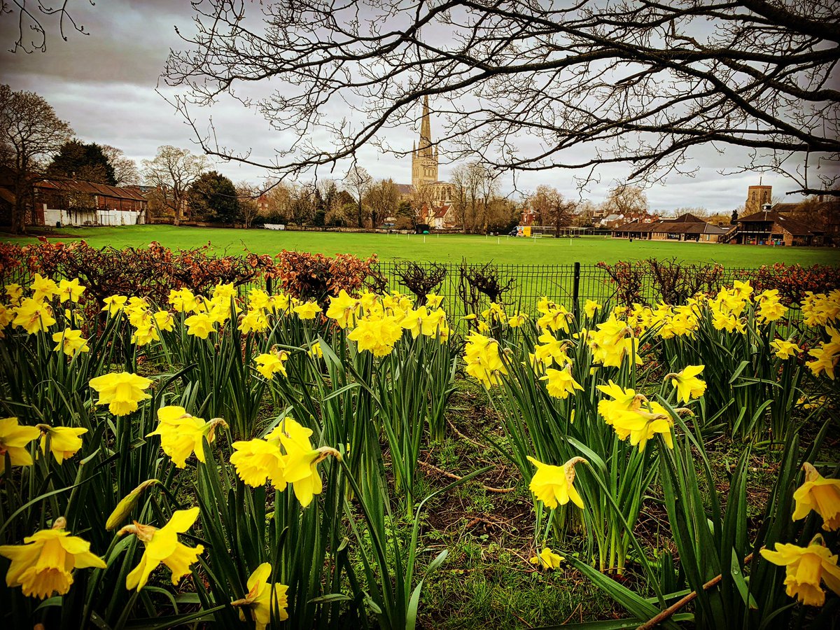 Spring is getting here … some blue skies to match would be a bonus 🤔🌼🌱🌸 #daffodils #iwanderedlonelyasacloud #norwichcathedral #norwich #norwichgram #inthedistance #iconic #landscape #springintheair #spring #mellowyellow #beauty #greyskies #hope