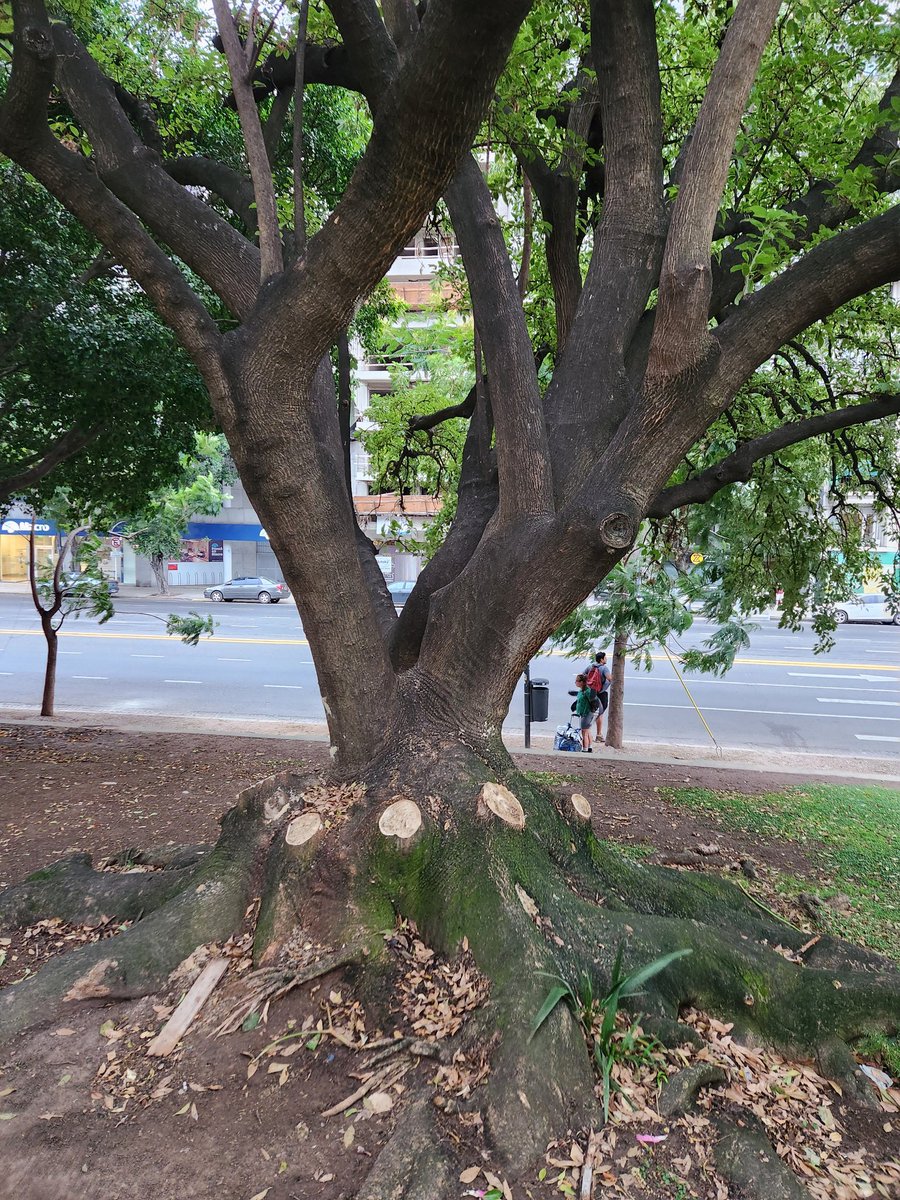 elpipa_T's tweet photo. @EKoutsovitis @jonatanbaldivie @UP_CABA @observatorioODC @ElMovimiento_EM @InstitutoIpypp @CTAACapital Mientras tanto ni en las plazas los árboles se salvan de la mutilación. Alguien que me explique la finalidad de esto? https://t.co/1uREtIooWZ
