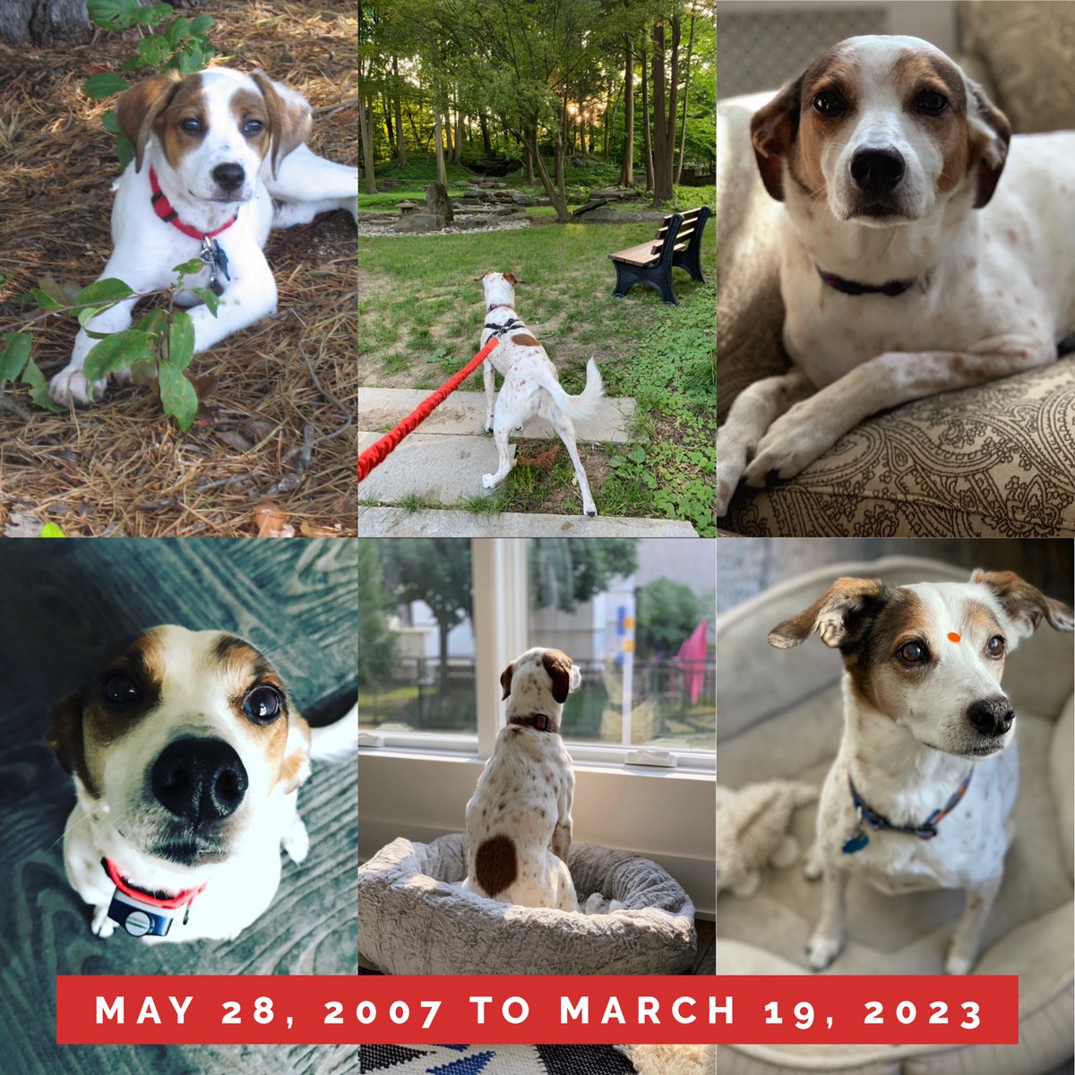 SuhagAShukla's tweet photo. Bindi became a part of our family 16 years ago. She opened up a view into the animal kingdom &amp; taught us to love them not just as equals, but higher evolved beings in many ways. She reminded us to enjoy nature, run with abandon, relish hot roti and also to just be. Will miss her. https://t.co/7NAmpPiSiT