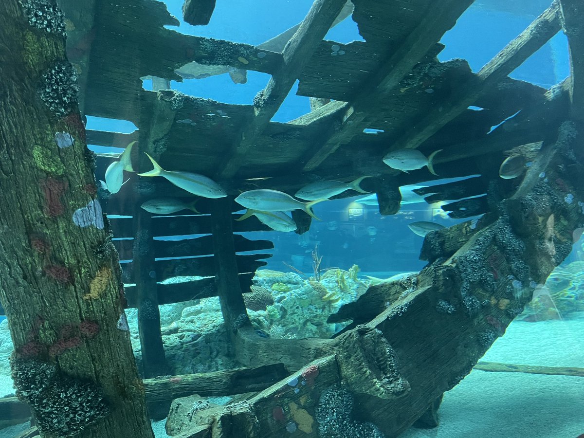 PFlores_SSAISD's tweet photo. Much needed relaxation and fun in Corpus Christi. #SpringBreak2023 #OurLadyofCorpusChristi #USSLexington #TexasStateAquarium #WhitecapBeach https://t.co/8TdsJaRfxN