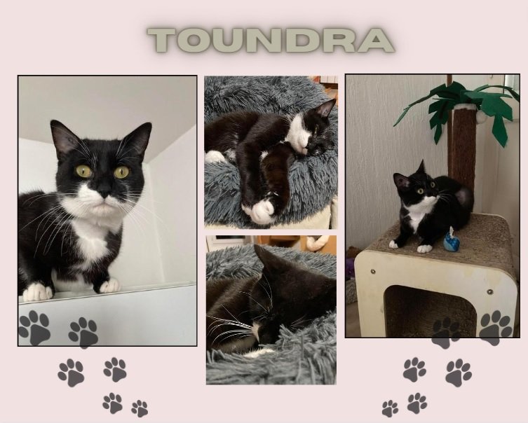 aace_45's tweet image. Je m’appelle TOUNDRA
je suis une femelle 1 an
Je suis très câline et très gourmande
Je suis sociable avec les autres chats mais je préférerais
cependant être la seule reine de la maison
Visible (45)
contact par mail :
aace.adoption@hotmail.com
#adoption #chat #loiret