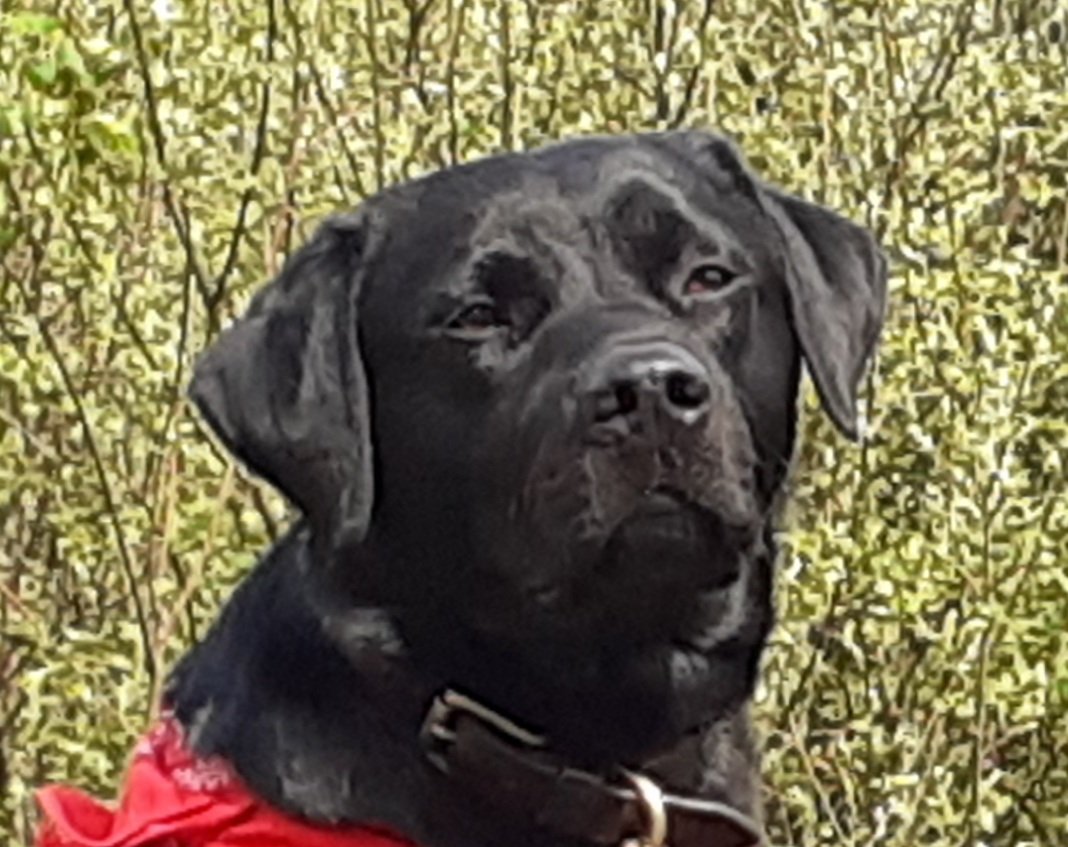 FurbabyPrince's tweet photo. Happy #HumumsDay ❤️ @jackie_beale1 from your favourite Labbie #LeotheLab and #CammytheCat 💐🐶🐈⬛❤️ https://t.co/VgjyVp65RQ