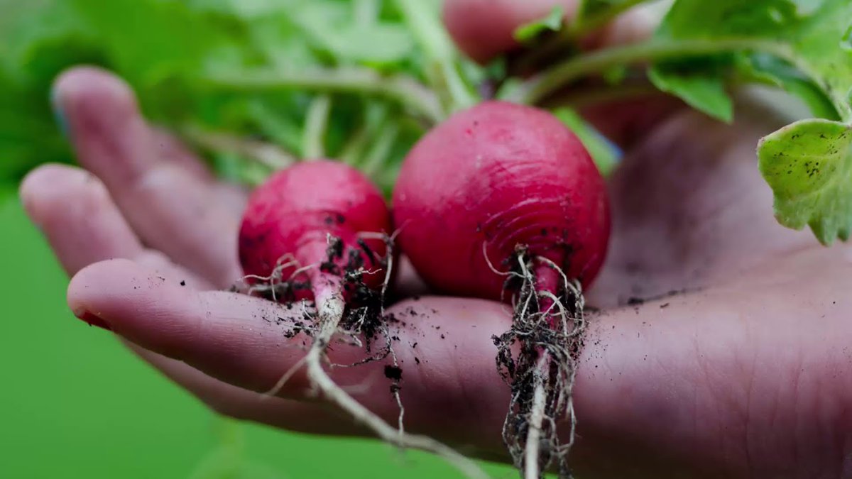 🍅🍆🥕🥦NIKEA FARM 🍅🍆🥕🥦
🍅🍆🥦🥒🫑🥕🧄🥒🧅🥔🍠 Nikea Farm Continues to Send Natural Fresh and Delicious Vegetables to Different Countries of the World.🍅🍆🥦🥒🫑🥕🧄🥒🧅🥔🍠
🍅 nikeafarm.com
🍆 WhatsApp +905426559463
🥦 Fresh Vegetables for Sale
🧄 #vegetable