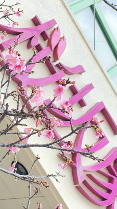 #彩と文学⚓東京・日本橋と那覇・牧志の桜たち。サクラはデカダンスにでなくて素直に愛でたいと思ってます。 